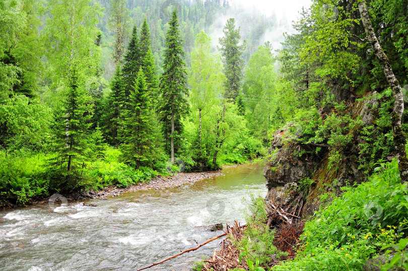 Скачать Бурный поток быстрой горной реки, текущей через густой лес после дождя. фотосток Ozero
