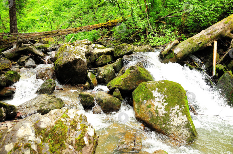 Скачать Бурный речной поток, низвергающийся каскадом через лес, огибающий камни и срубленные деревья. фотосток Ozero