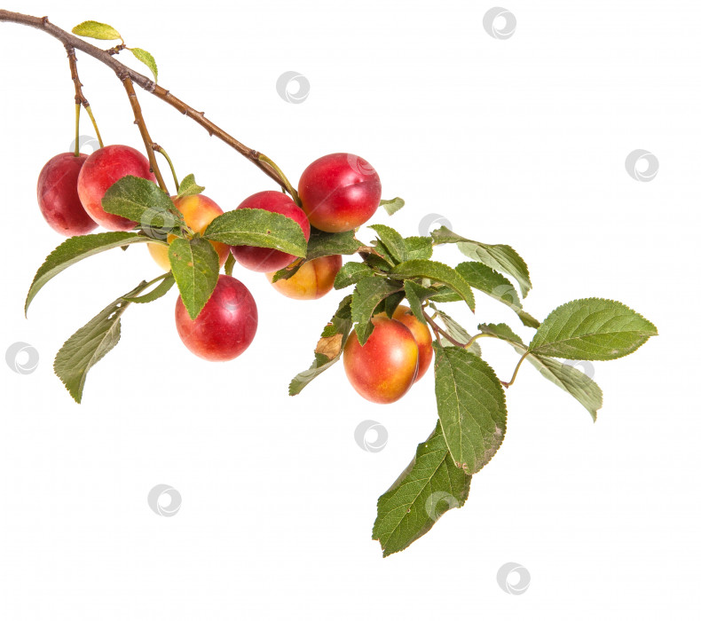 Скачать ветка алычи с ягодами и листьями, выделенными на белом фоне фотосток Ozero