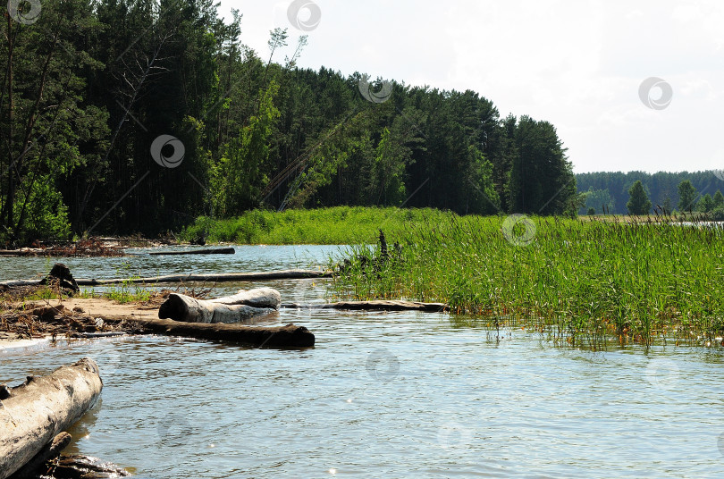 Скачать Срубленные деревья в заросшем камышом ручье на берегу большого лесного озера. фотосток Ozero