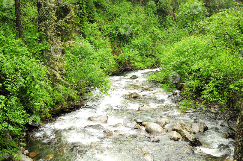 Скачать Бурный поток небольшой речки стекает с гор через лес, огибая камни в своем русле. фотосток Ozero