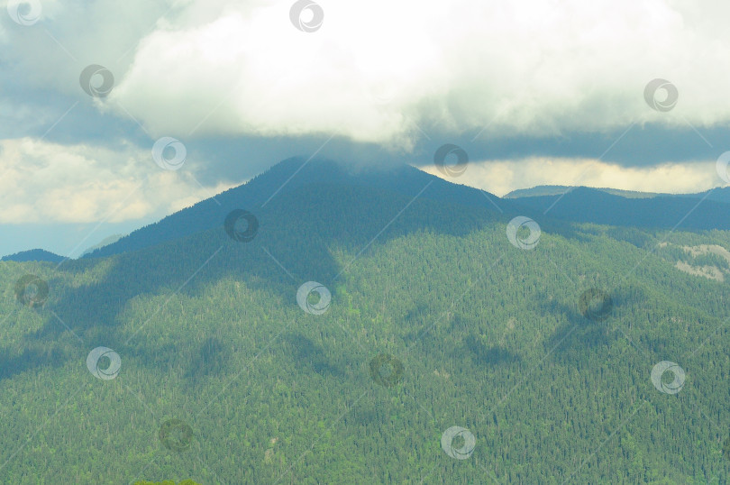 Скачать Вершина высокой горы, поросшей хвойным лесом, в тени низко летящего кучевого облака. фотосток Ozero