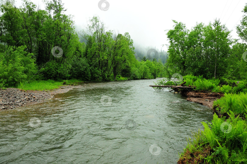 Скачать Извилистое русло горной реки, текущей через летний лес после дождя. фотосток Ozero