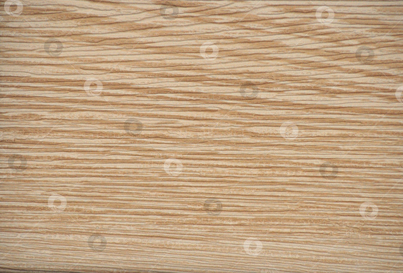 Скачать Лиственница, плоская полированная поверхность из натурального дерева с полосатым рисунком крупным планом. фотосток Ozero