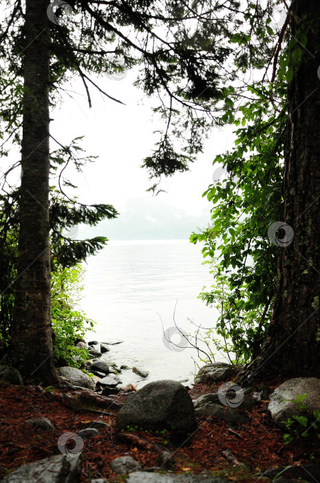 Скачать Посмотрите сквозь стволы сосен со скалистого берега на поверхность горного озера, скрытого густым туманом. фотосток Ozero