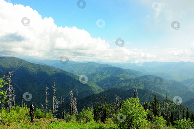 Скачать Живописный вид на вершины горных хребтов, поросших хвойным лесом, под летним ясным небом с белыми облаками. фотосток Ozero