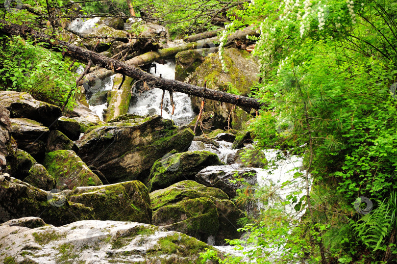 Скачать Бурный поток горной реки прокладывает себе путь через летний лес, огибая поваленные деревья и каменные валуны. фотосток Ozero