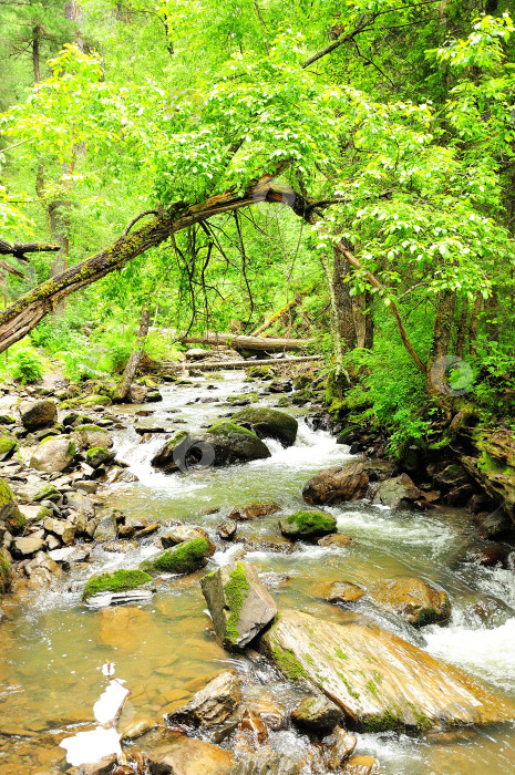 Скачать Склонившееся дерево над руслом бурной реки, протекающей через лес летним солнечным днем. фотосток Ozero