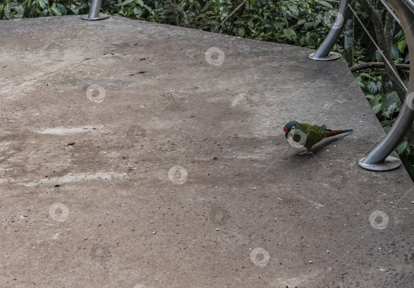 Скачать Ярко-зеленый амазонский попугай сидит на бетонной платформе в тропическом саду фотосток Ozero