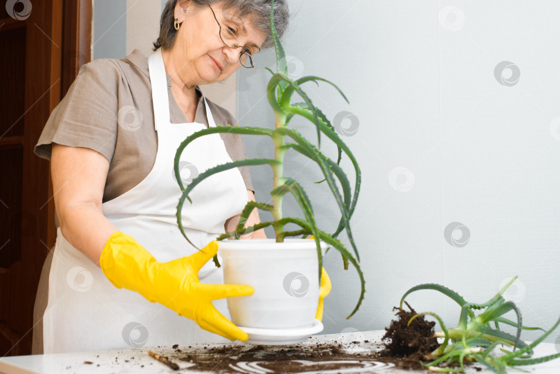 Скачать Пожилой садовник в очках пересаживает растение в помещении. Пожилая женщина в желтых перчатках держит в руках горшок с алоэ вера. Обрезанное изображение с лицом в фокусе. Концепция ухода за растениями. фотосток Ozero