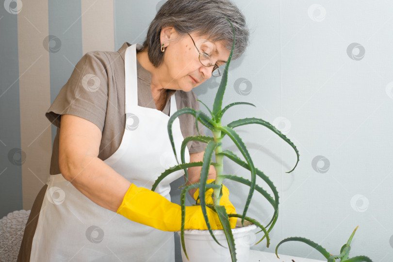Скачать Пожилой садовник в очках пересаживает растение в помещении. Пожилая женщина в перчатках ухаживает за алоэ вера. Концепция ухода за растениями. фотосток Ozero