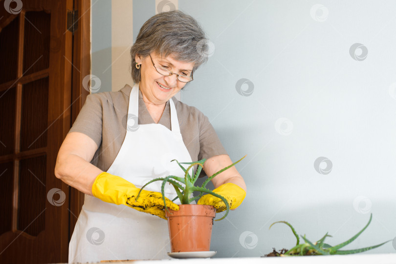 Скачать Портрет счастливой пожилой женщины, ухаживающей за растением у себя дома. Улыбающаяся женщина в желтых перчатках сажает алоэ вера в горшок. Уход за растениями, концепция хобби на пенсии. фотосток Ozero