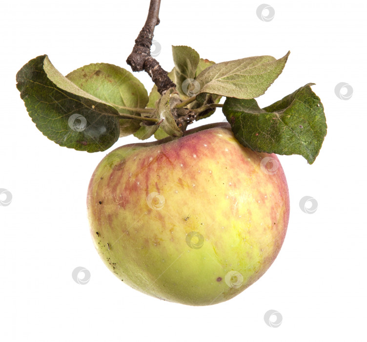Скачать спелое яблоко на ветке с листьями, выделенными на белом фоне фотосток Ozero