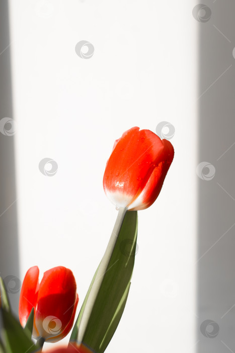 Скачать Красный тюльпан с каплями воды на бутоне в помещении в солнечный день. Вертикальная фотография фотосток Ozero