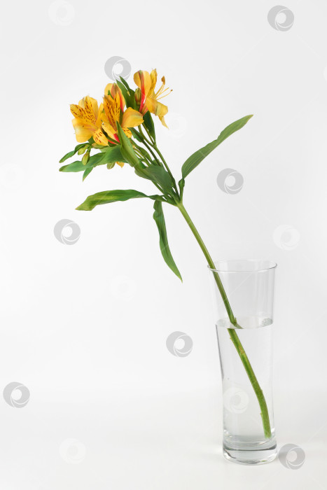 Скачать Красивая желтая лилия в современной вазе на белом фоне. Одинокий цветок, натюрморт. Вертикальная фотография фотосток Ozero