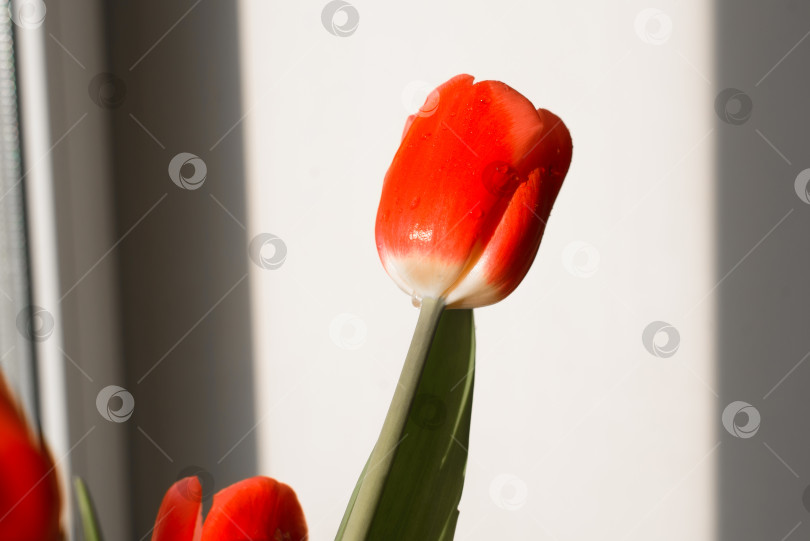 Скачать Бутон красного тюльпана с каплями воды в солнечный день в помещении, крупный план фотосток Ozero