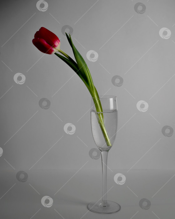 Скачать Красивый красный тюльпан, стоящий в стакане с водой. Сдержанная фотография. Понятие одиночества, меланхолии, настроения фотосток Ozero