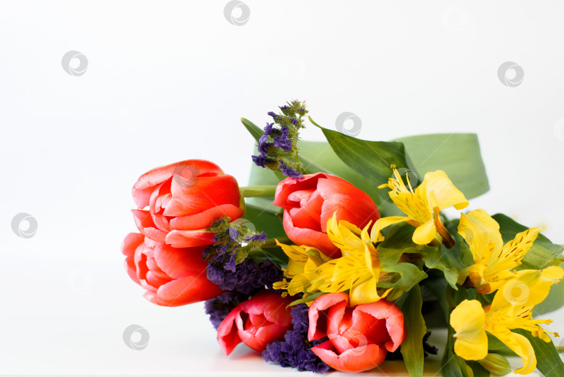 Скачать Букет красных тюльпанов и лилий лежит на белом фоне. Яркие красивые весенние цветы фотосток Ozero