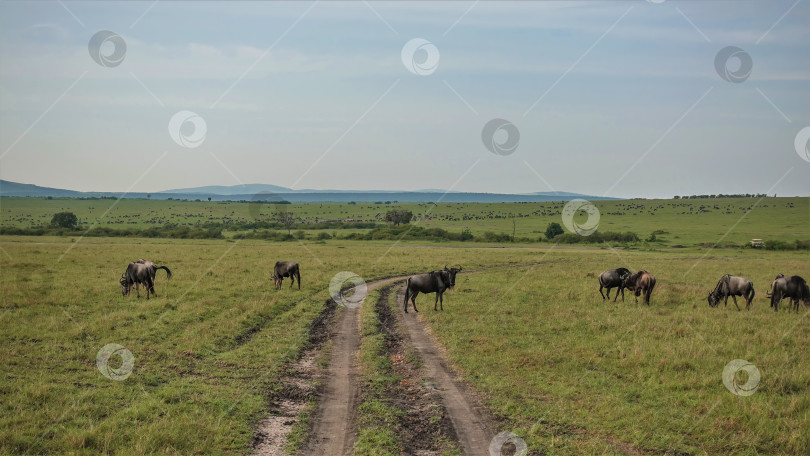 Скачать Грунтовая дорога петляет по бескрайней африканской саванне. Стадо антилоп гну пасется на зеленой траве. фотосток Ozero
