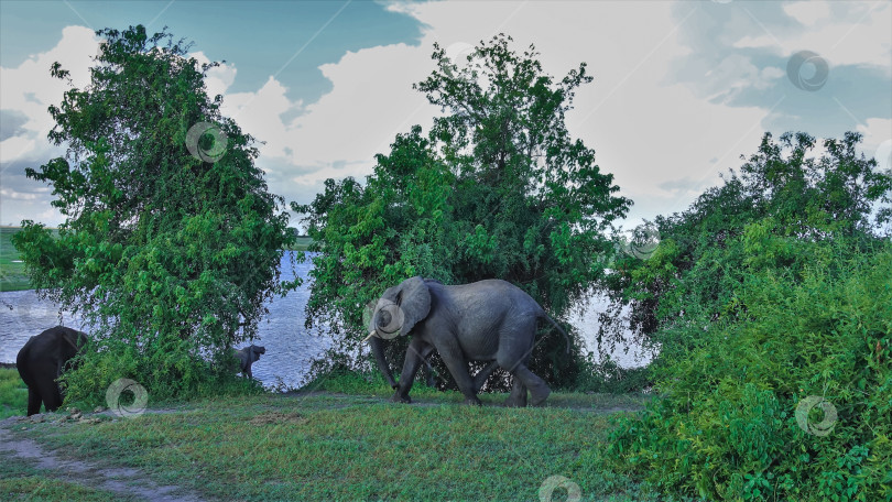 Скачать Слон идет на водопой по зеленой траве. фотосток Ozero