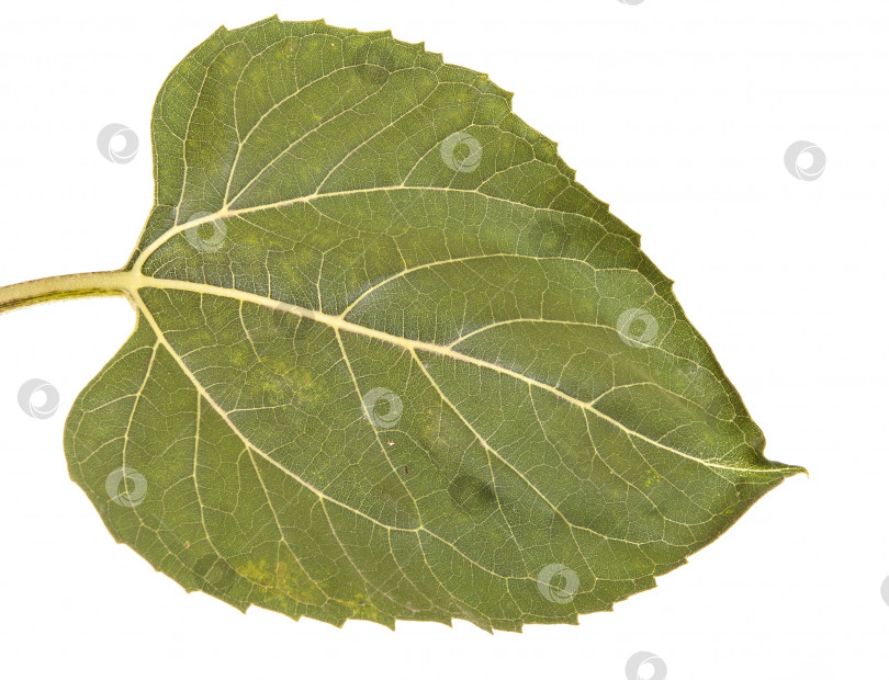 Скачать Зеленые листья подсолнуха, выделенные на белом фоне фотосток Ozero