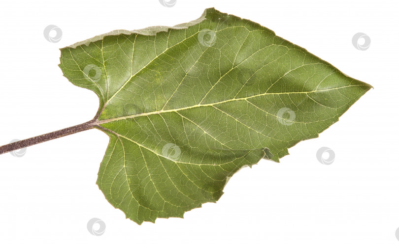 Скачать Зеленые листья подсолнуха, выделенные на белом фоне фотосток Ozero