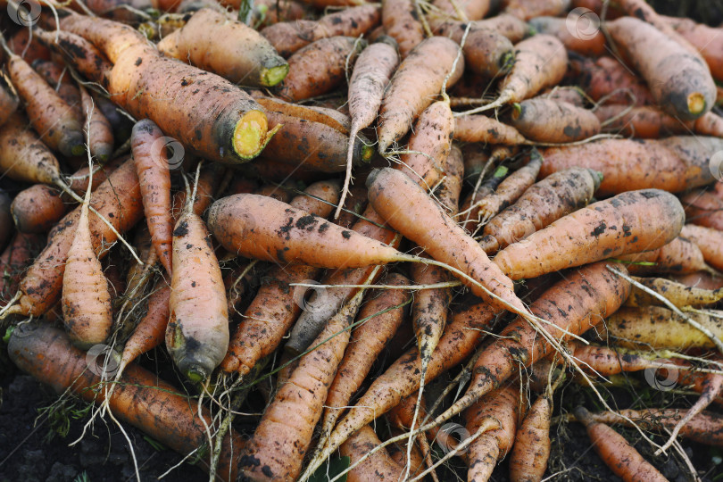 Скачать Морковь крупным планом. фотосток Ozero