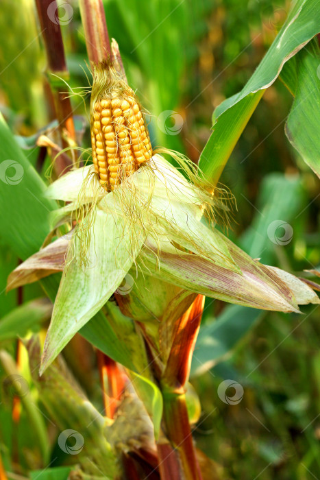 Скачать Кукуруза в поле крупным планом. фотосток Ozero