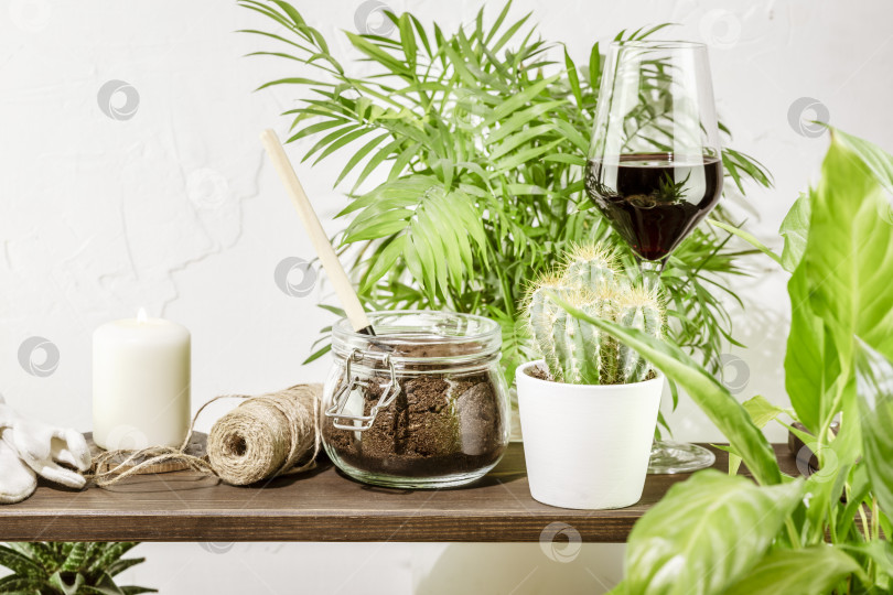 Скачать Растения в горшках и суккуленты с аксессуарами, бокалом красного вина и свечой фотосток Ozero