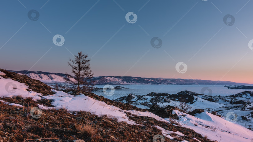 Скачать Зимний восход солнца в Сибири. На переднем плане - одинокое голое дерево, сухая трава.  Байкал фотосток Ozero