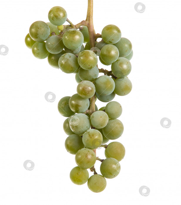 Скачать гроздь спелого зеленого винограда. изолированный на белом фоне фотосток Ozero