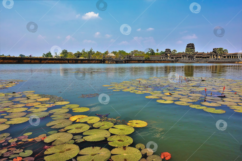 Скачать Листья водяной лилии плавают по гладкой голубой поверхности озера. На фоне голубого неба виднелись руины древнего храма Ангкор-Ват. фотосток Ozero