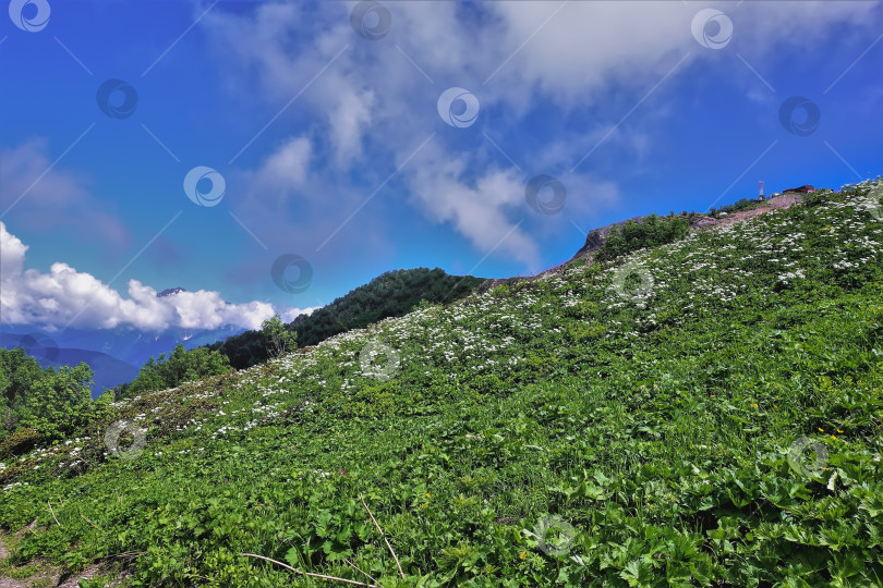 Скачать На горном склоне, на альпийских лугах, растет сочная зеленая трава, белые полевые цветы. фотосток Ozero