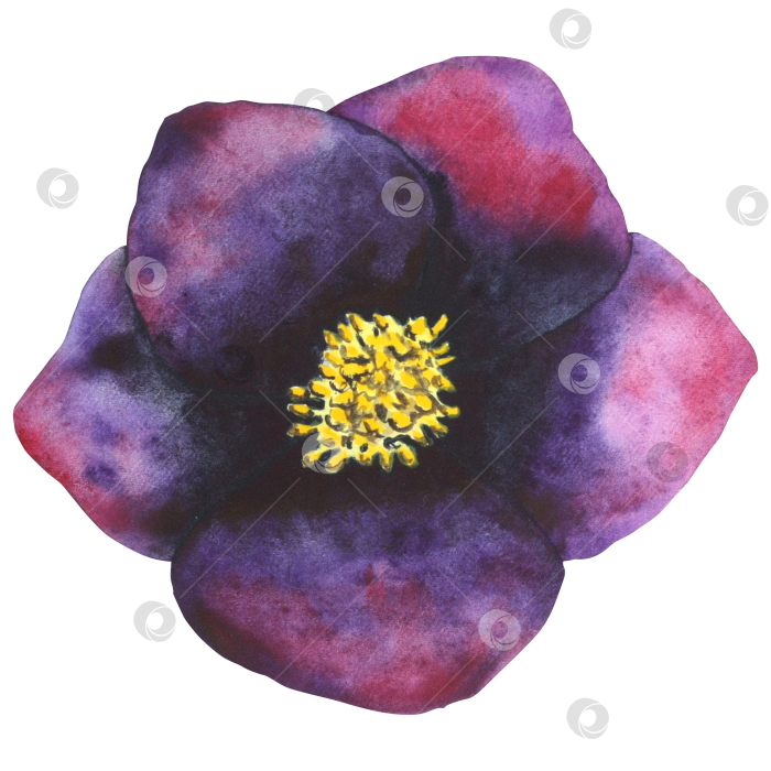 Скачать Морозник черный. Акварельный ботанический цветок в черно-фиолетовых тонах. Рисованные иллюстрации для открыток, приглашений, текстильных и бумажных изделий фотосток Ozero