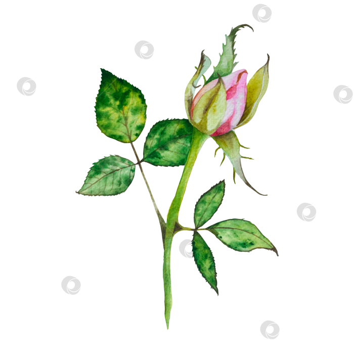 Скачать Розы. Акварельная иллюстрация с изображением ярко-розовых роз. Ботаническая иллюстрация цветов на прозрачном фоне. Подходит для открыток, приглашений, баннеров, блокнотов, плакатов, календарей. Для вашего дизайна фотосток Ozero