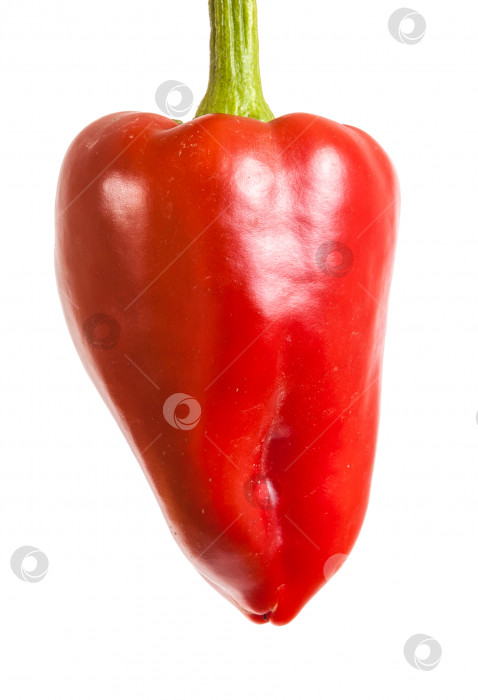 Скачать спелый красный перец. изолированный на белом фоне фотосток Ozero