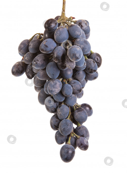 Скачать гроздь спелого голубого винограда. изолированный на белом фоне фотосток Ozero