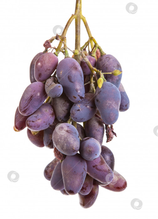 Скачать гроздь спелого голубого винограда. изолированный на белом фоне фотосток Ozero