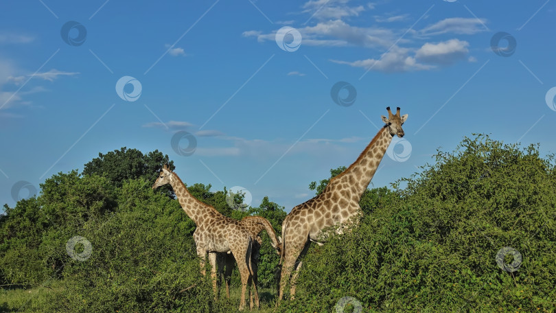 Скачать Жирафы пасутся среди пышных зеленых кустов.  Ботсвана. Парк Чобе фотосток Ozero