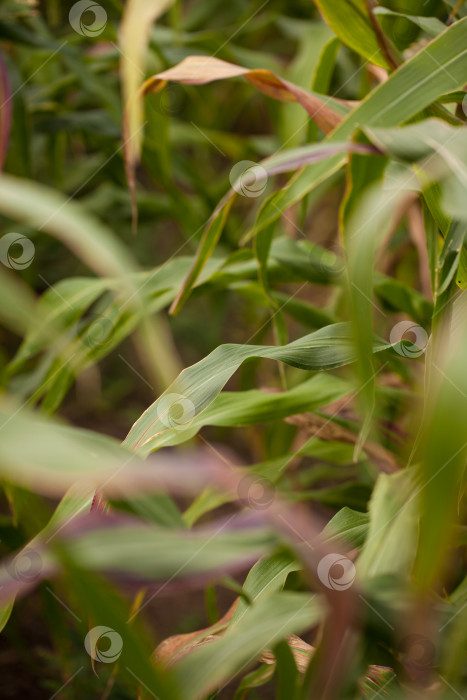 Скачать Выращивание кукурузы. фотосток Ozero