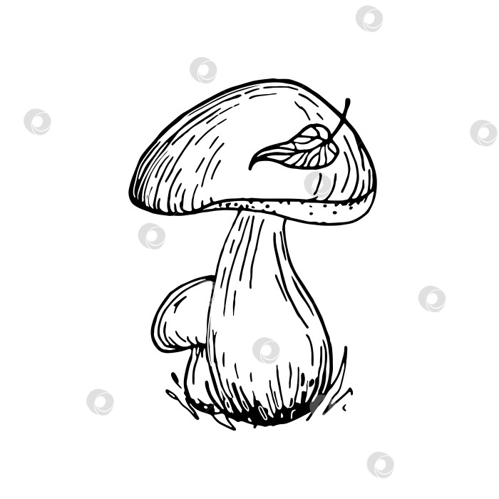 Скачать Белые грибы, осенняя иллюстрация каракулями. Красивая иллюстрация для рисования от руки. фотосток Ozero