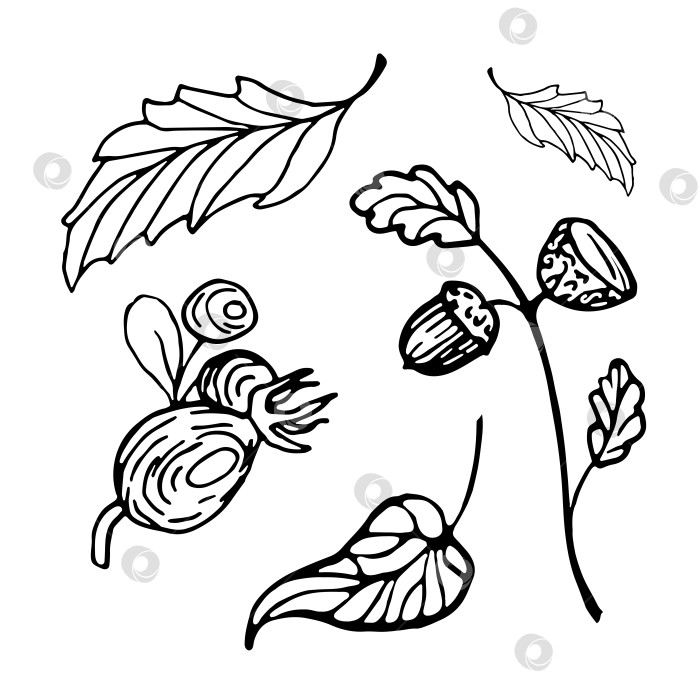 Скачать Осенний набор нарисованных от руки каракулей. Осенние листья, желудь на веточке, плоды шиповника. фотосток Ozero