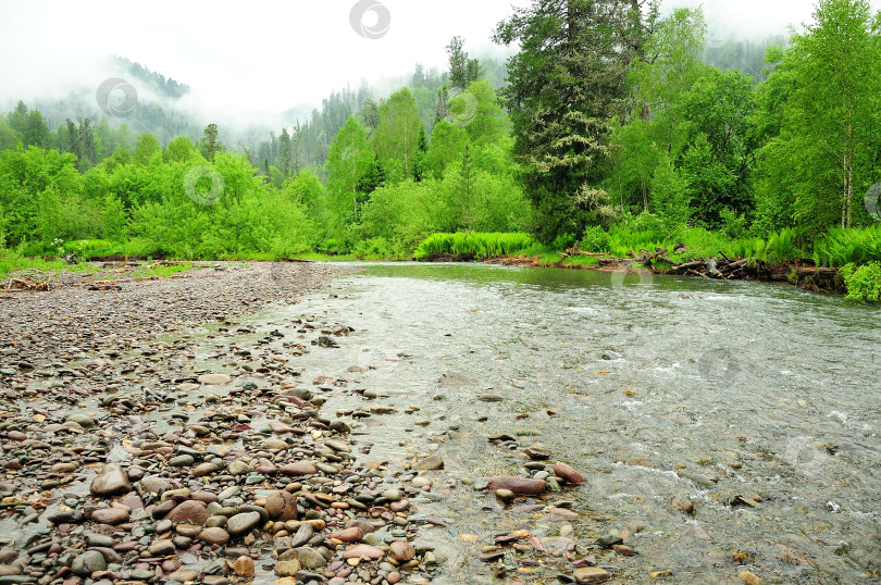 Скачать Бурная горная река в скалистых берегах течет через летний лес после дождя. фотосток Ozero
