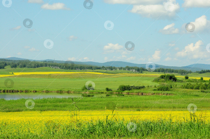 Скачать Фрагмент небольшого озера, окруженного рапсовым полем в солнечный летний день. фотосток Ozero