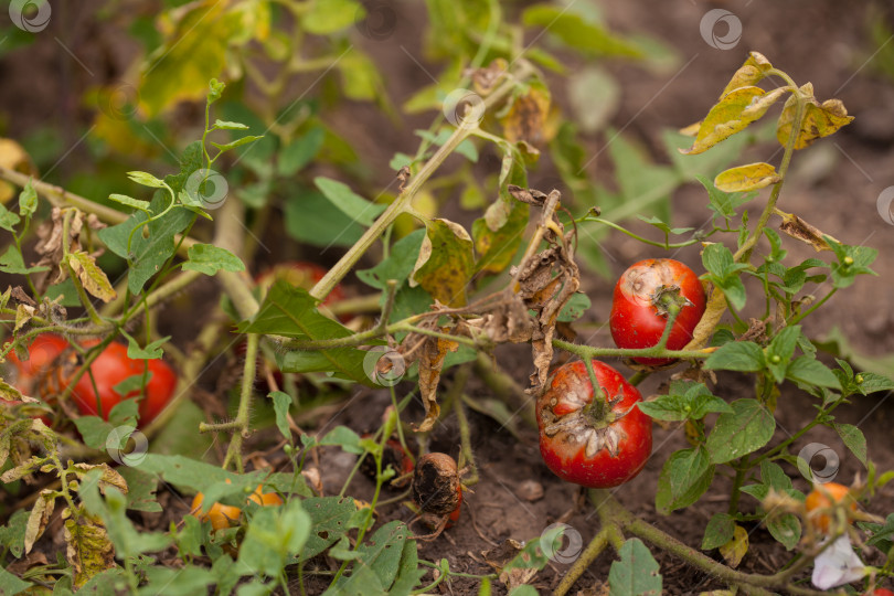 Выращивание томатов на высоких грядках