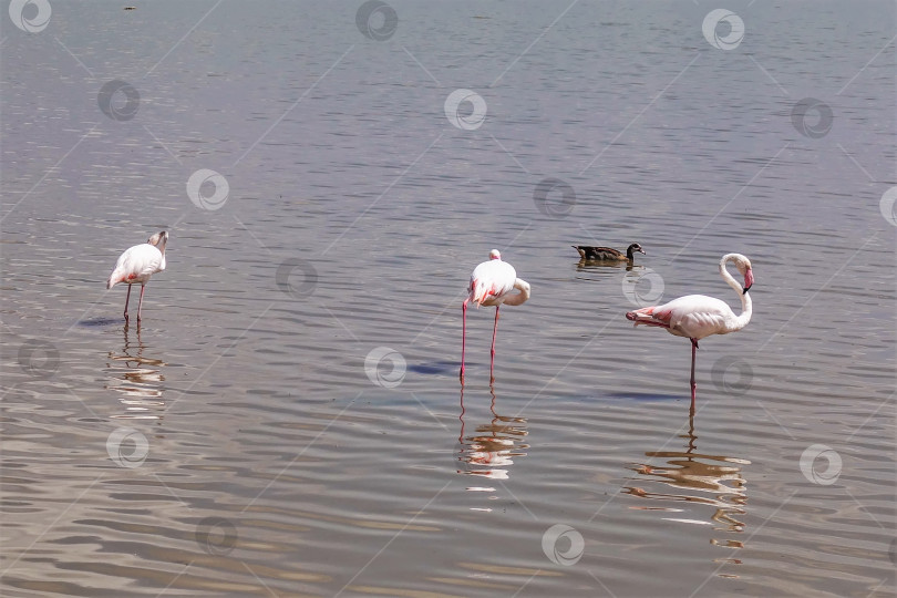 Скачать Розовые фламинго на озере. Грациозные птицы на длинных ногах. Кения. Парк Амбосели фотосток Ozero