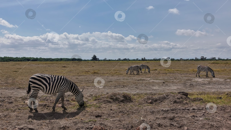 Скачать Группа диких зебр пасется на сухой желтой траве африканской саванны. фотосток Ozero