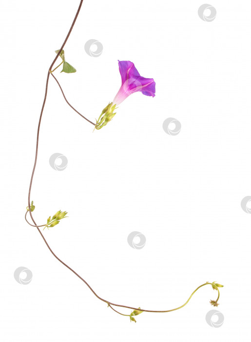 Скачать цветы утренней славы на изолированном белом фоне фотосток Ozero