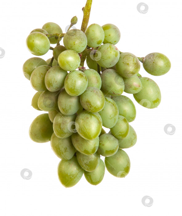 Скачать гроздь незрелого зеленого винограда. изолированный на белом фоне фотосток Ozero