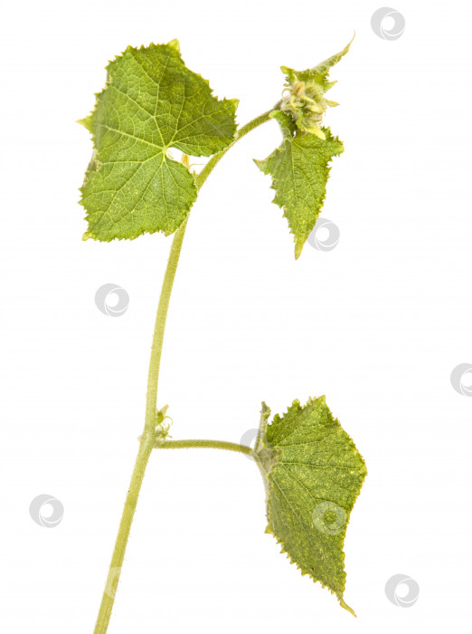 Скачать зеленые листья огурца, выделенные на белом фоне фотосток Ozero